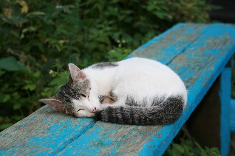 кошка Незнакомка фото превью