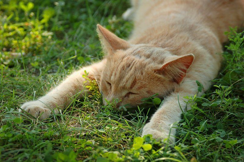 кот, лапы, трава, сон Жара! фото превью