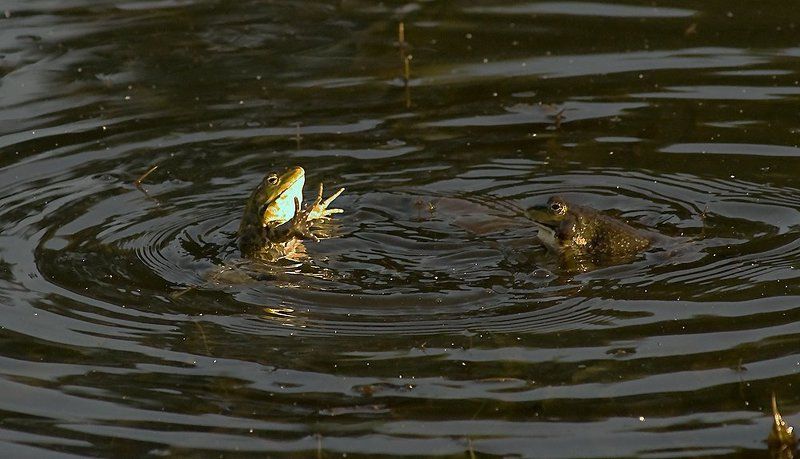 лягушки вчера щуку вооот с такими глазами гонял фото превью