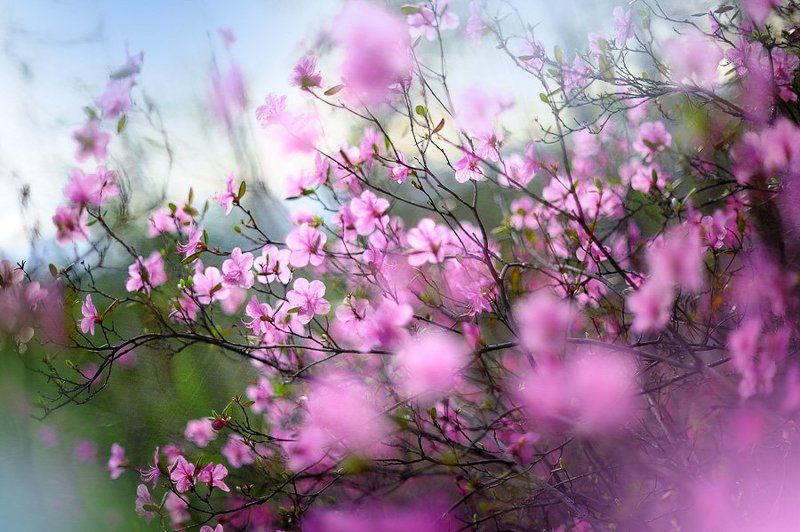 багульник, природа Ledum фото превью