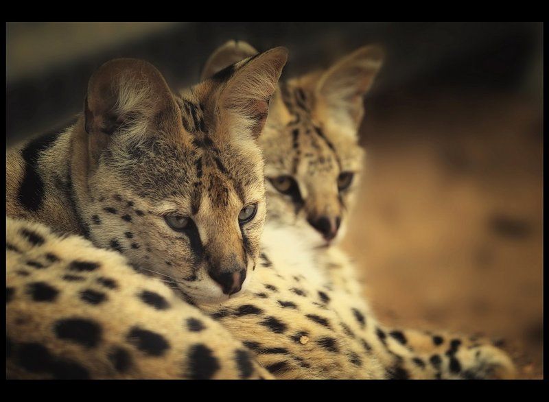Сервалы фото превью