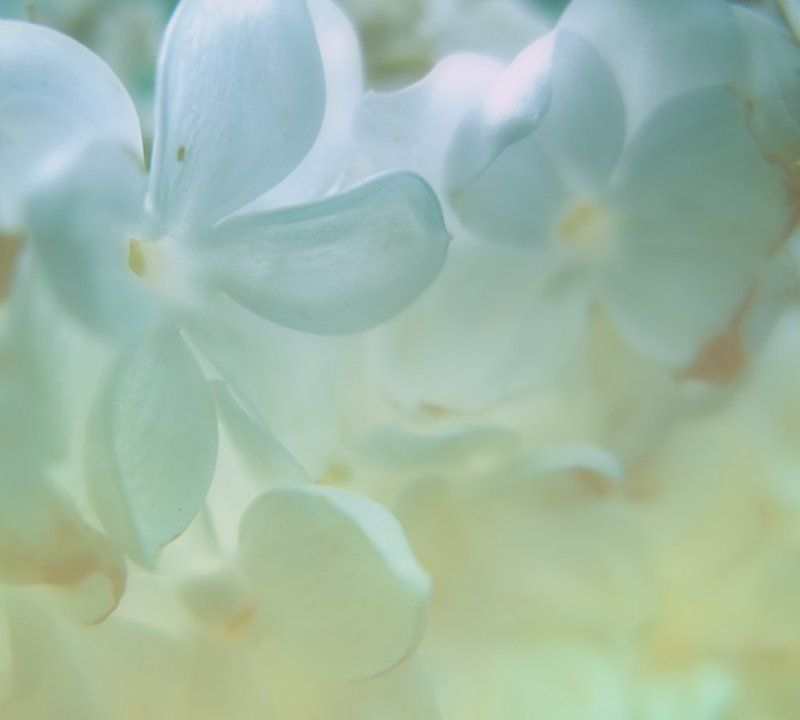 ......вдыхая аромат весны..... фото превью