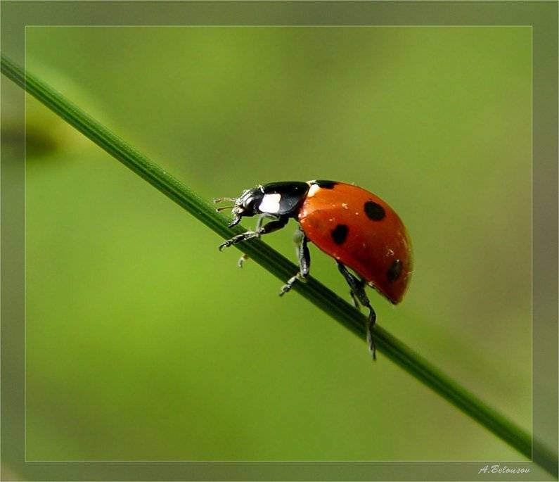 , Александр Белоусов