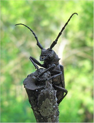 Юный барабанщик