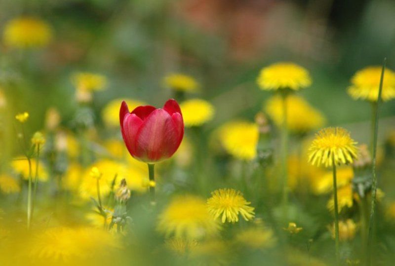 * фото превью