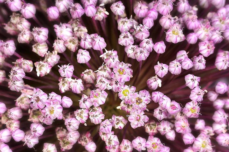 Луковый шар-вид сбоку. фото превью