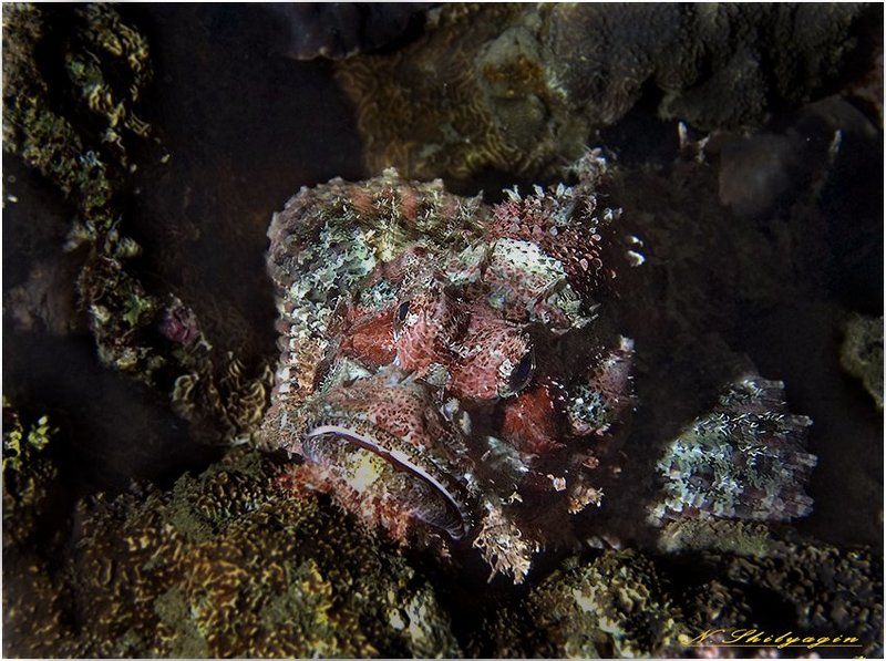 подводный мир, ночью в море,красное море. Ночная старушка - Скорпена фото превью