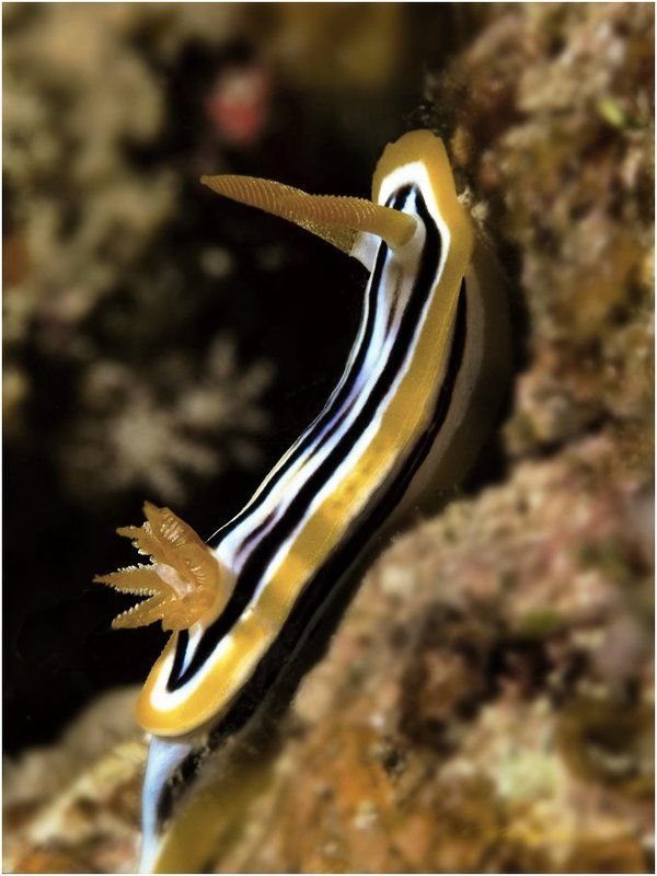 красное море, дайвинг, голожаберник. Жёлтенький такой. И все его хотят сфотографировать. фото превью