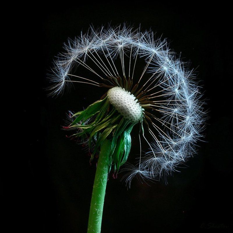 punk фото превью