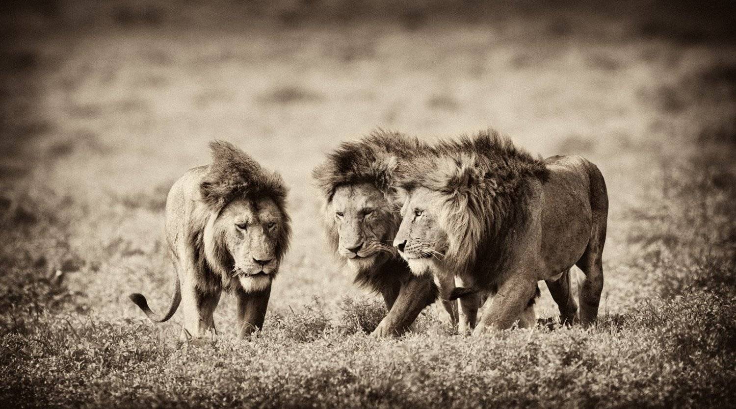 африка, лев, дикие, животные, танзания, николай, зиновьев, Николай Зиновьев