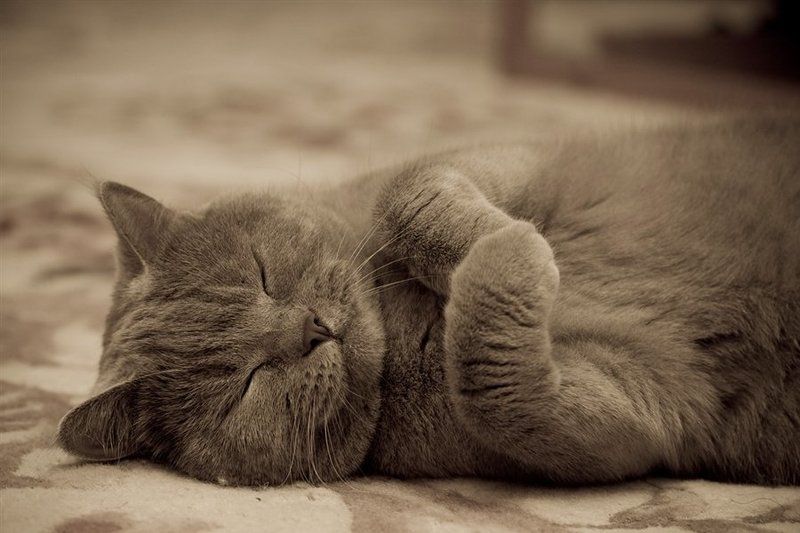 Кошачьи сны фото превью