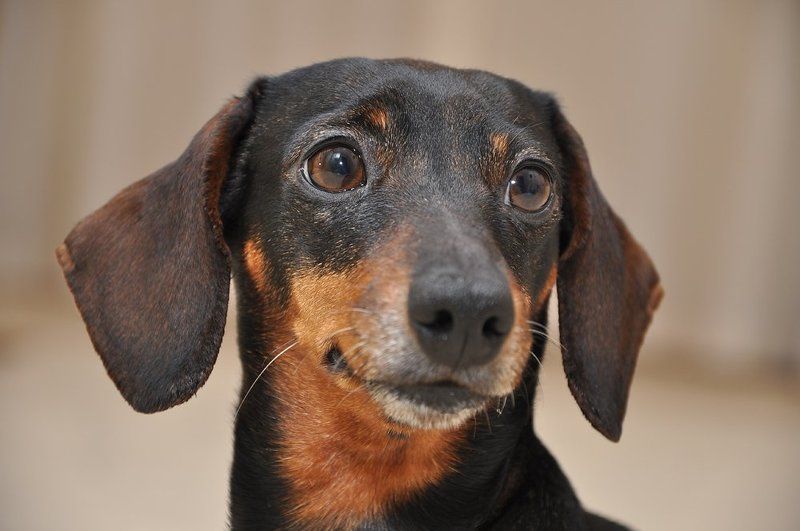 Портрет лучшего друга фото превью