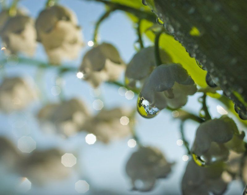 ландыши Опять весна. И снова ландыши цветут фото превью