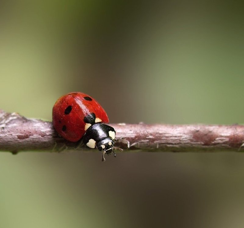 На канате фото превью