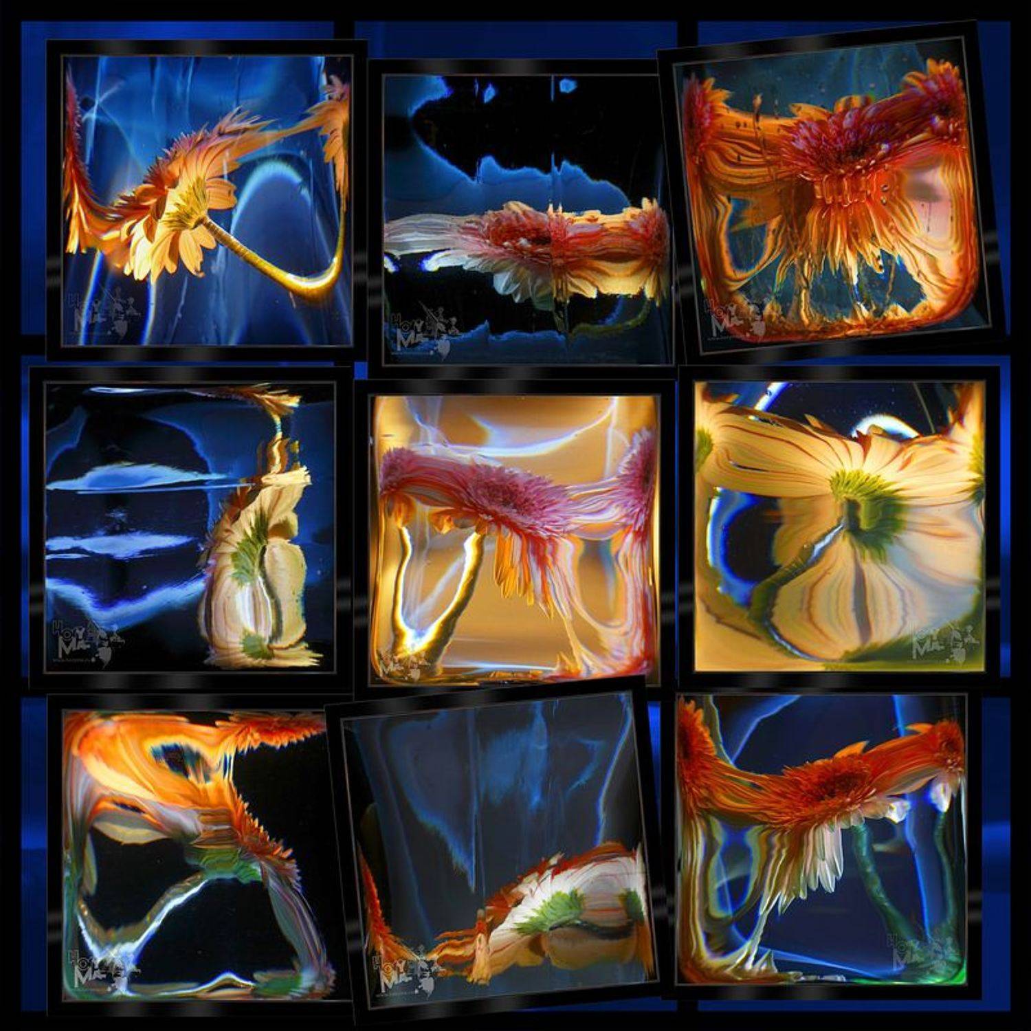 светографика, преломления, искажения, вода, стекло, гербера, предметы, HoryMa (ХориМа)