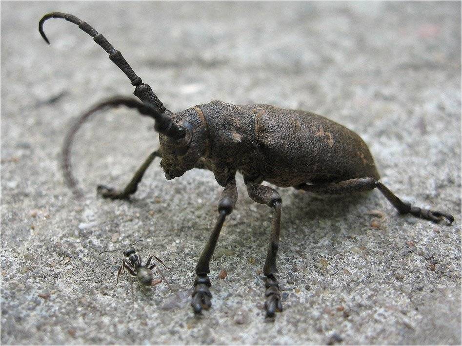 жук, муравей, КарОл