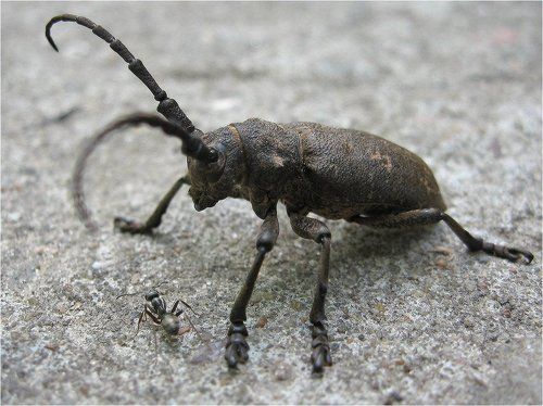 Слон и Моська