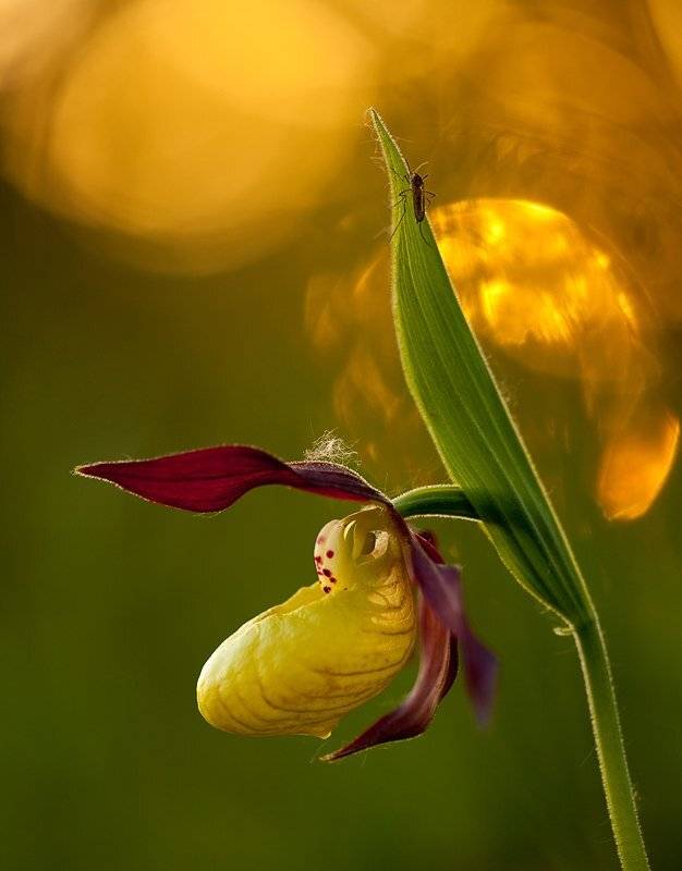 венерин, башмачок, Юлия