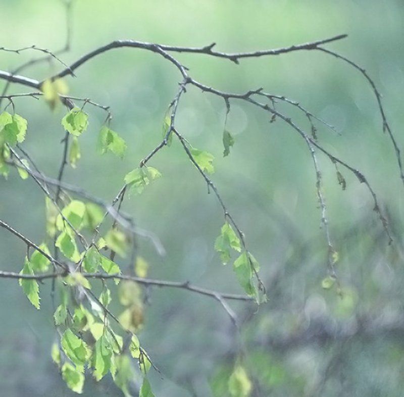 Молочная весна фото превью