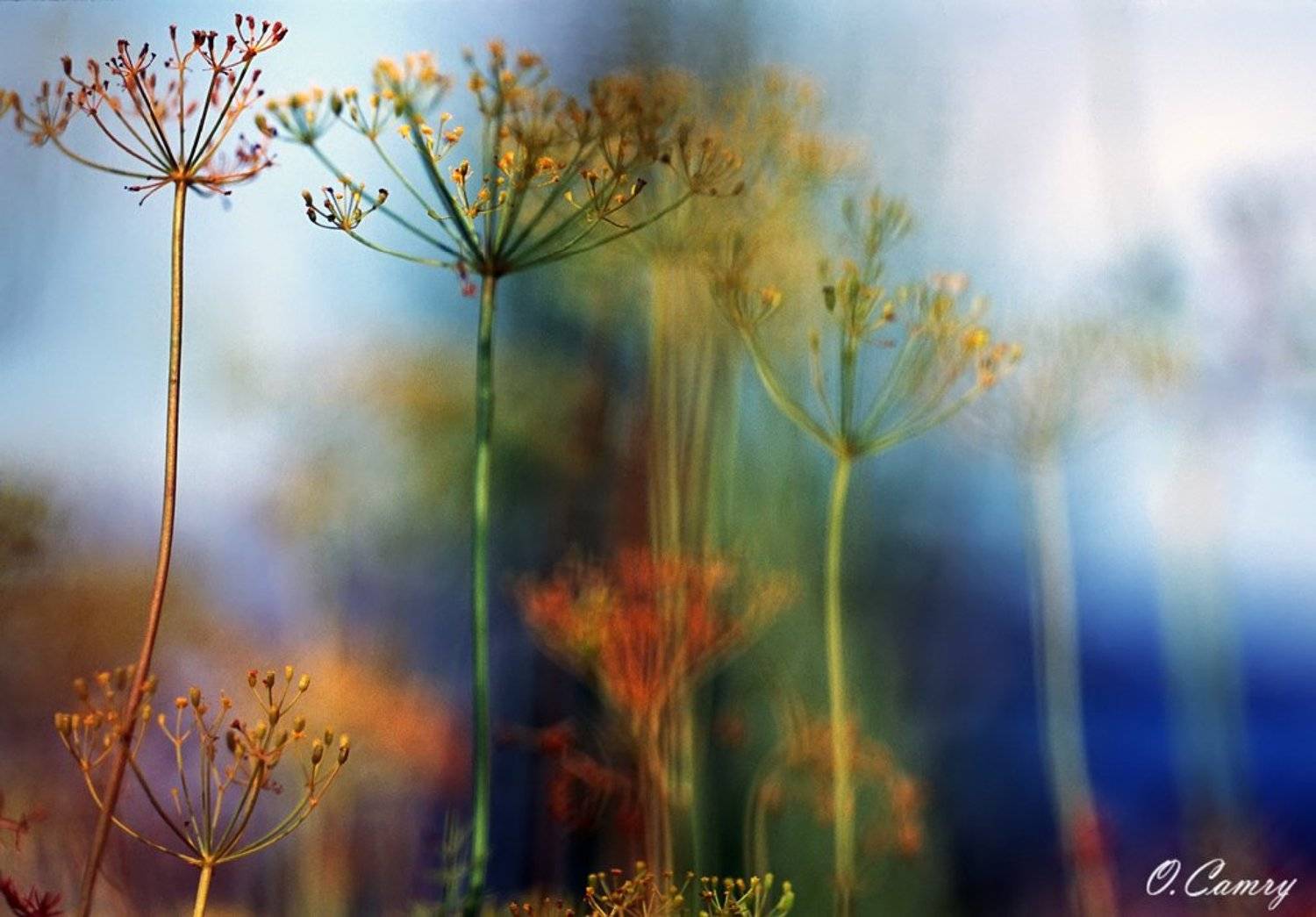 укроп, цейс, макро, Olga Shiropaeva