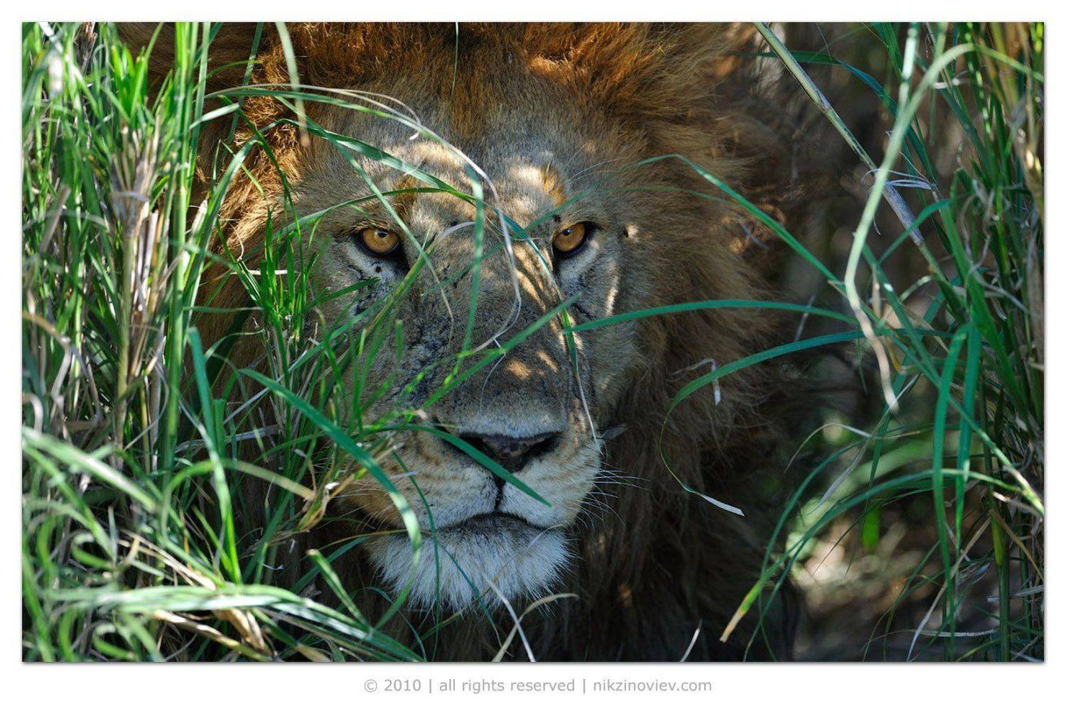 африка, лев, дикие, животные, танзания, николай, зиновьев, Николай Зиновьев