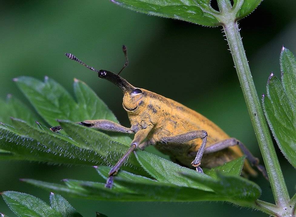 весна, трава, долгоносик, Олег Сурьянинов