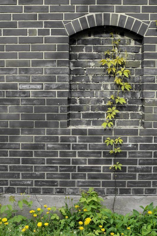 дикий виноград, стена, кирпичи Живой фото превью