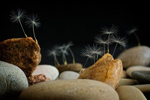 Растут ли на камнях деревья?