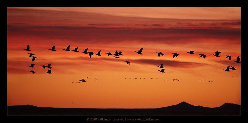 Snow geese at sunrise фото превью