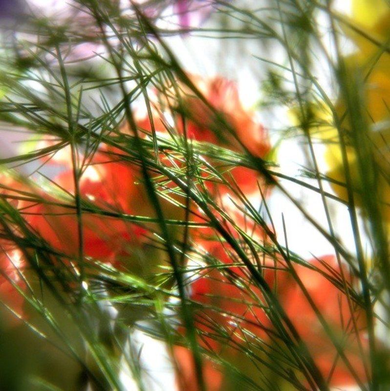 Мимолётное... фото превью