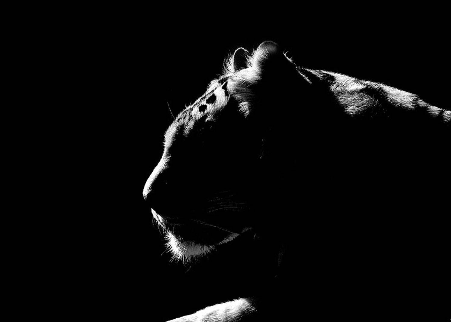 тигр, профиль, ч/б, Елена Ворона