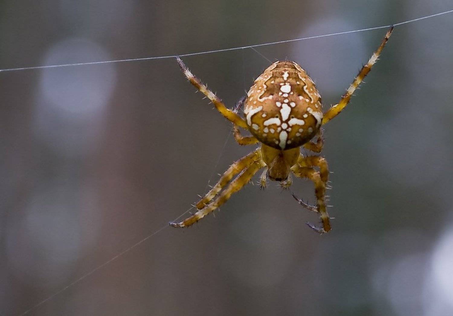 макро,насекомые,природа, Игорь Вишняков