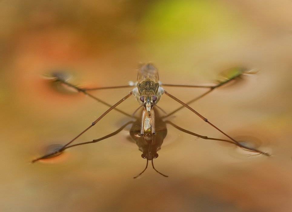 весна, водомерка, вода, Олег Сурьянинов