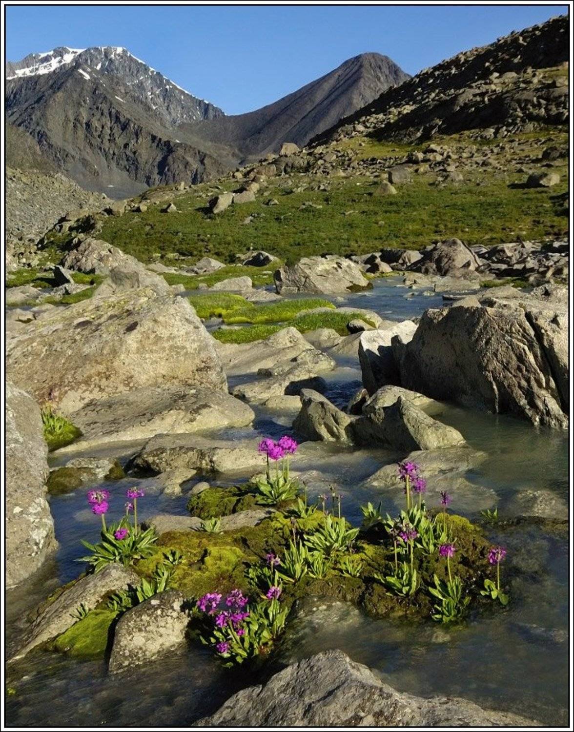 алтай, ак-оюк, SnaggyWolf