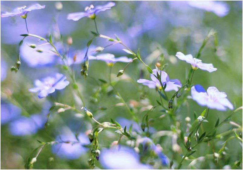 Проникновенная частичка лета :) фото превью