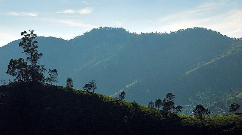 шри-ланка, нувара элия, 2008 Рассвет в Нувара Элия фото превью