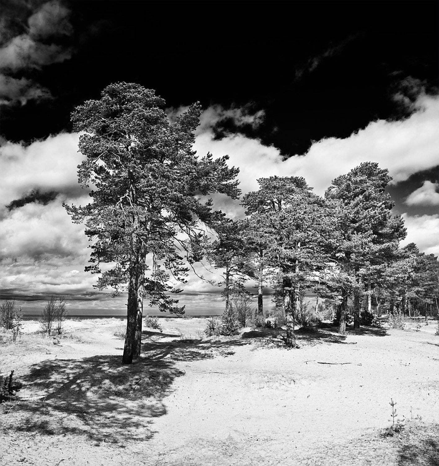 белое море, дюны, ягры, сосны, песок, облака, тучи, KSergeyV