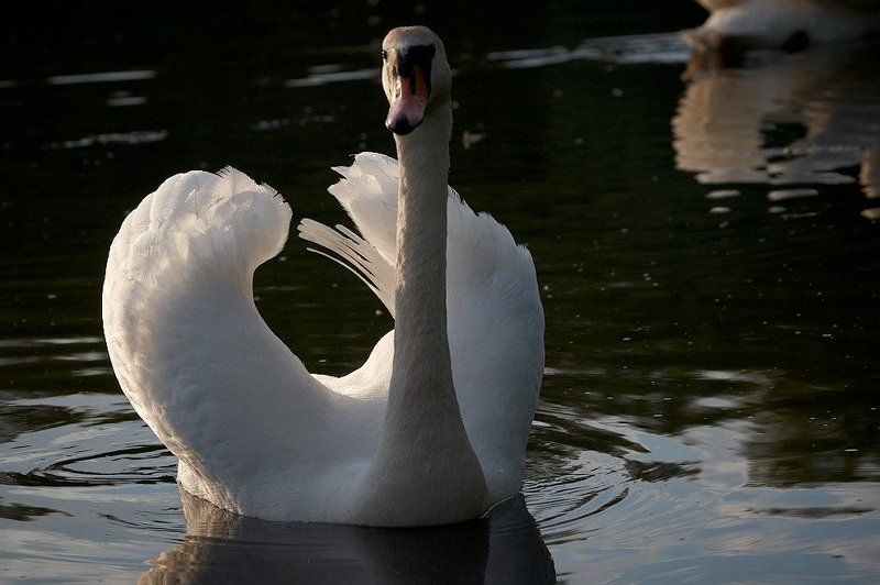 Лебедь по имени Пончик фото превью