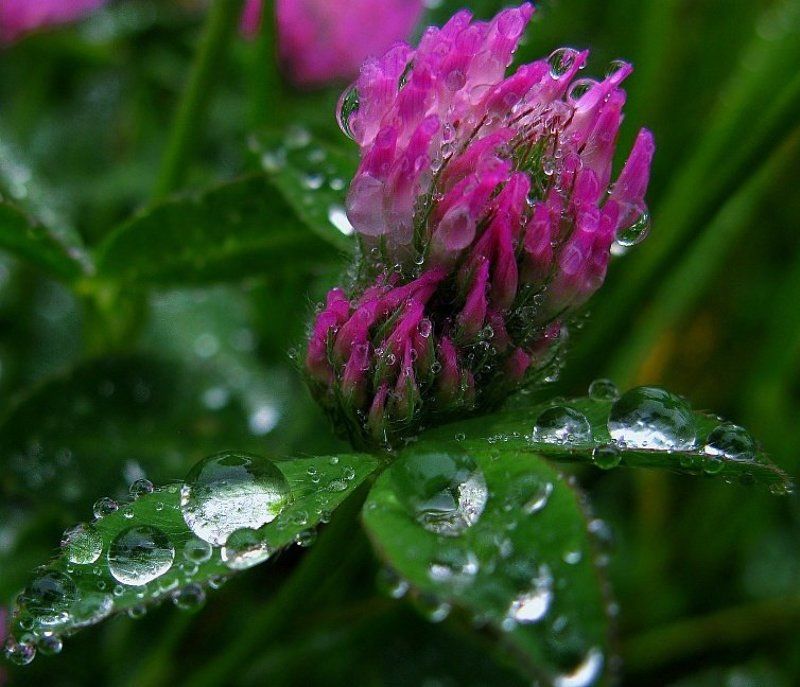 ...у меня от этого чубчика пупиришние мурашки... фото превью