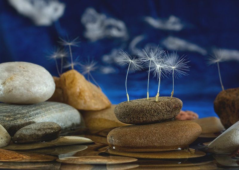 камни, одуванчики Микромакронатюропейзажик фото превью