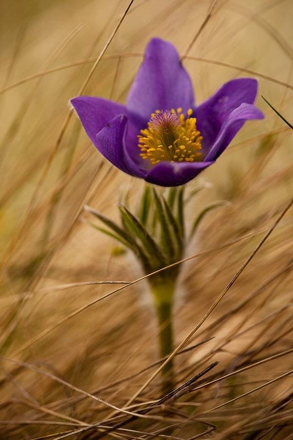 прострел, степь, Юлия