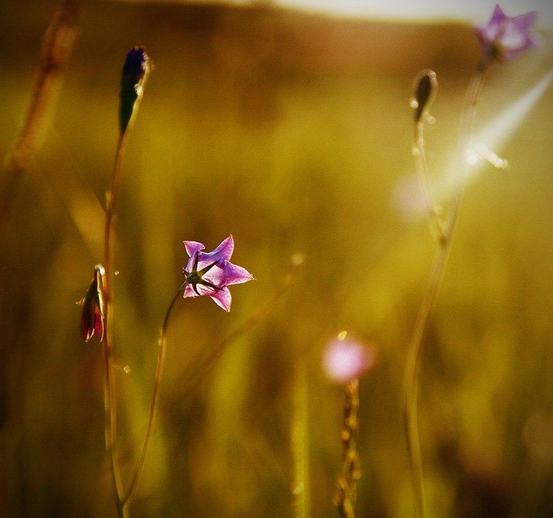Про май фото превью
