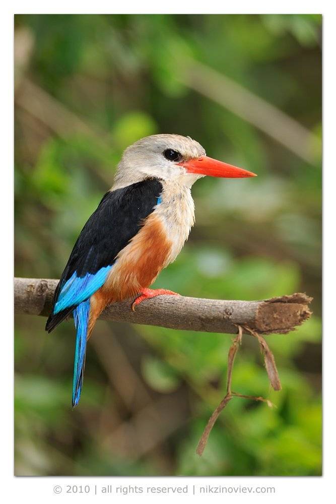 зимородок, kingfisher, птица, Николай Зиновьев