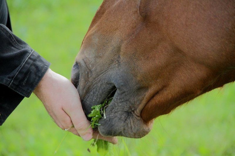 животные Доверие. фото превью