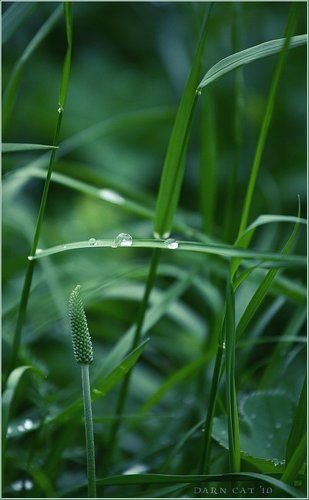 Lullaby of meadow