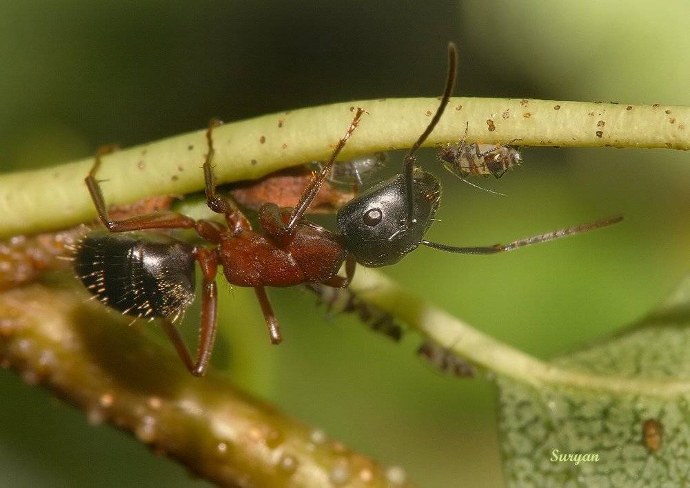 лето, веточка, тля, муравей, Олег Сурьянинов