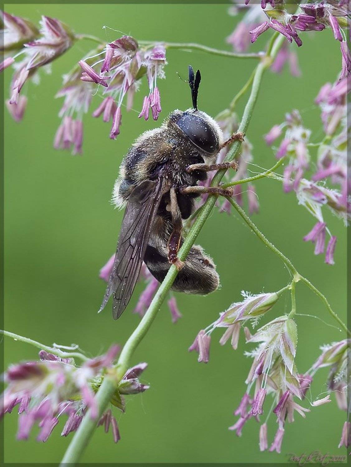 , Ростислав