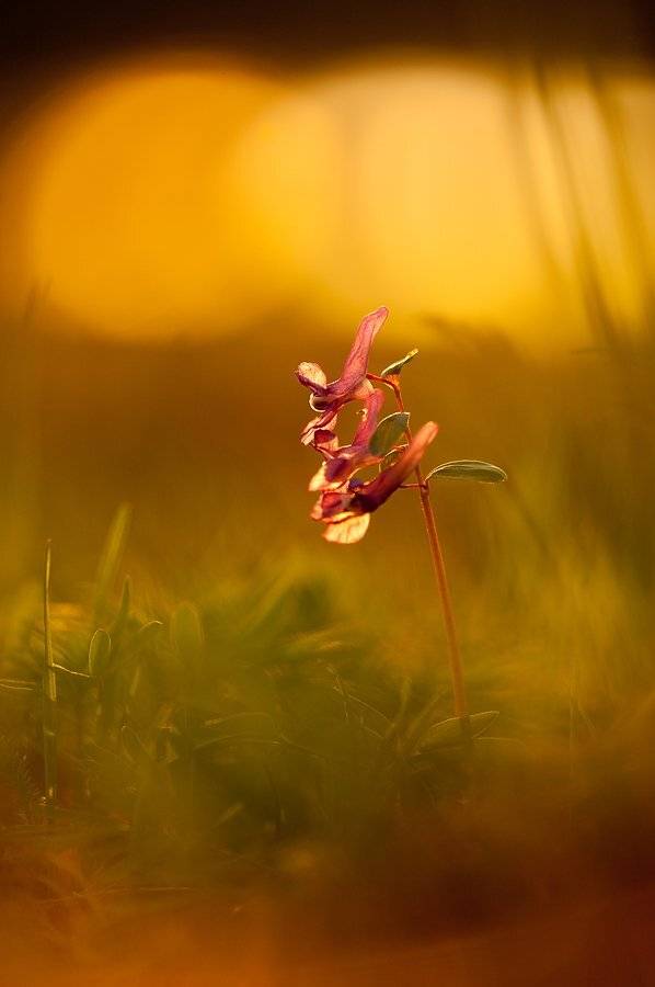 хохлатка, Юлия