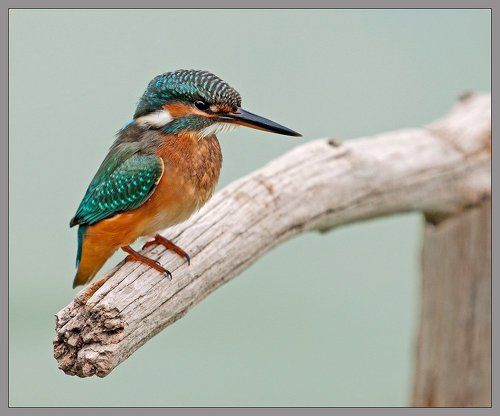 Модель по имени  Alcedo atthis.