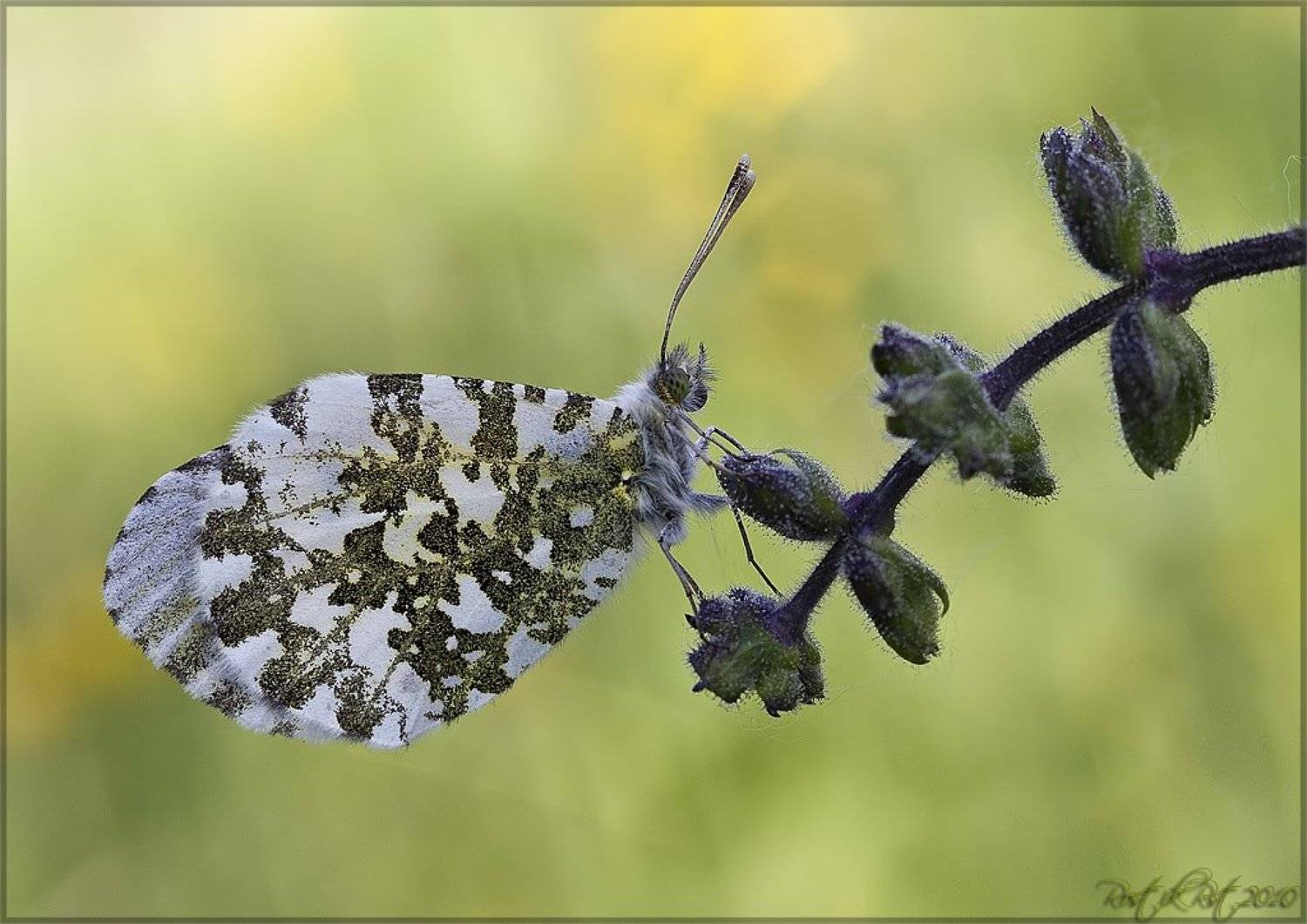 , Ростислав